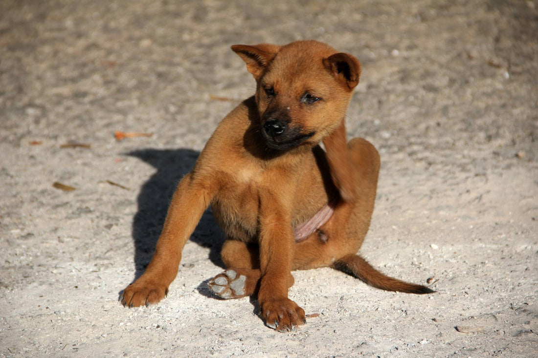The Everything Guide to Fleas & Your Pet - Part Two (Know the Enemy)