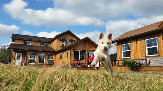 National Dog House Repair Month