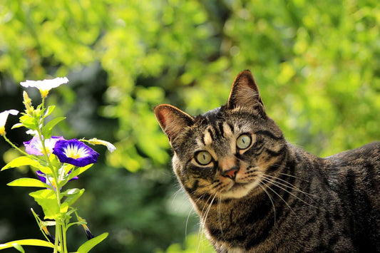 Poisonous Plants for Cats & Their Skin