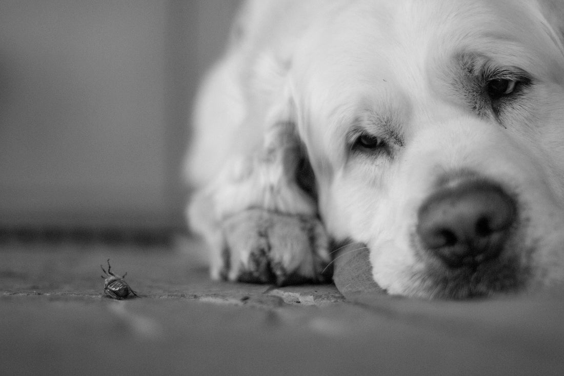 The Everything Guide to Ear Mites in Dogs