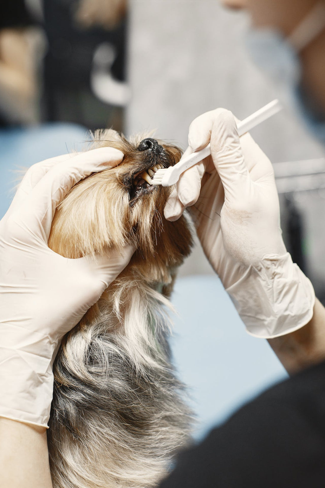 The Importance of Natural Dental Care for Your Pet
