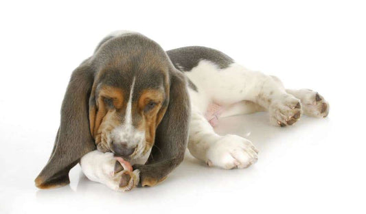 How to Stop Your Dog From Licking His Paws