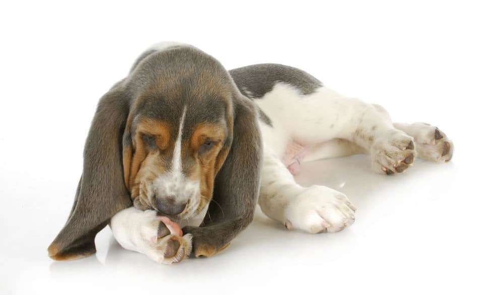 How to Stop Your Dog From Licking His Paws