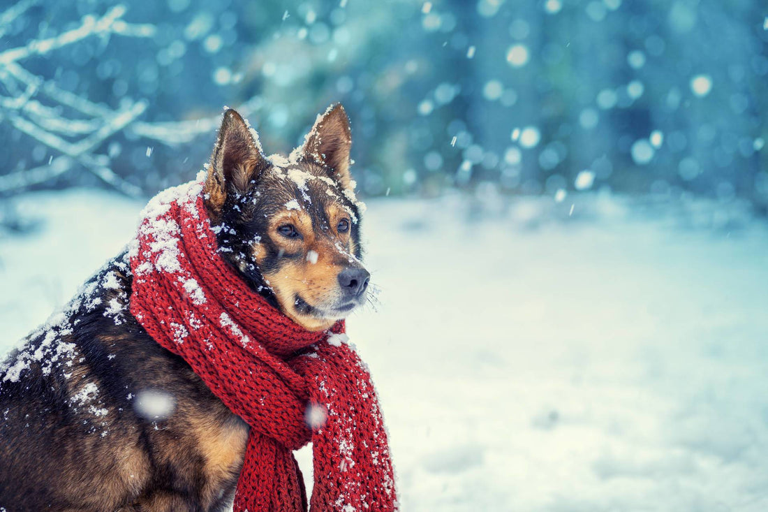 Dog Safety - Cold Weather Tips for Dog Guardians