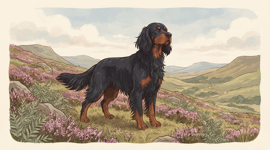 Black-and-tan Gordon Setter on a heather hillside