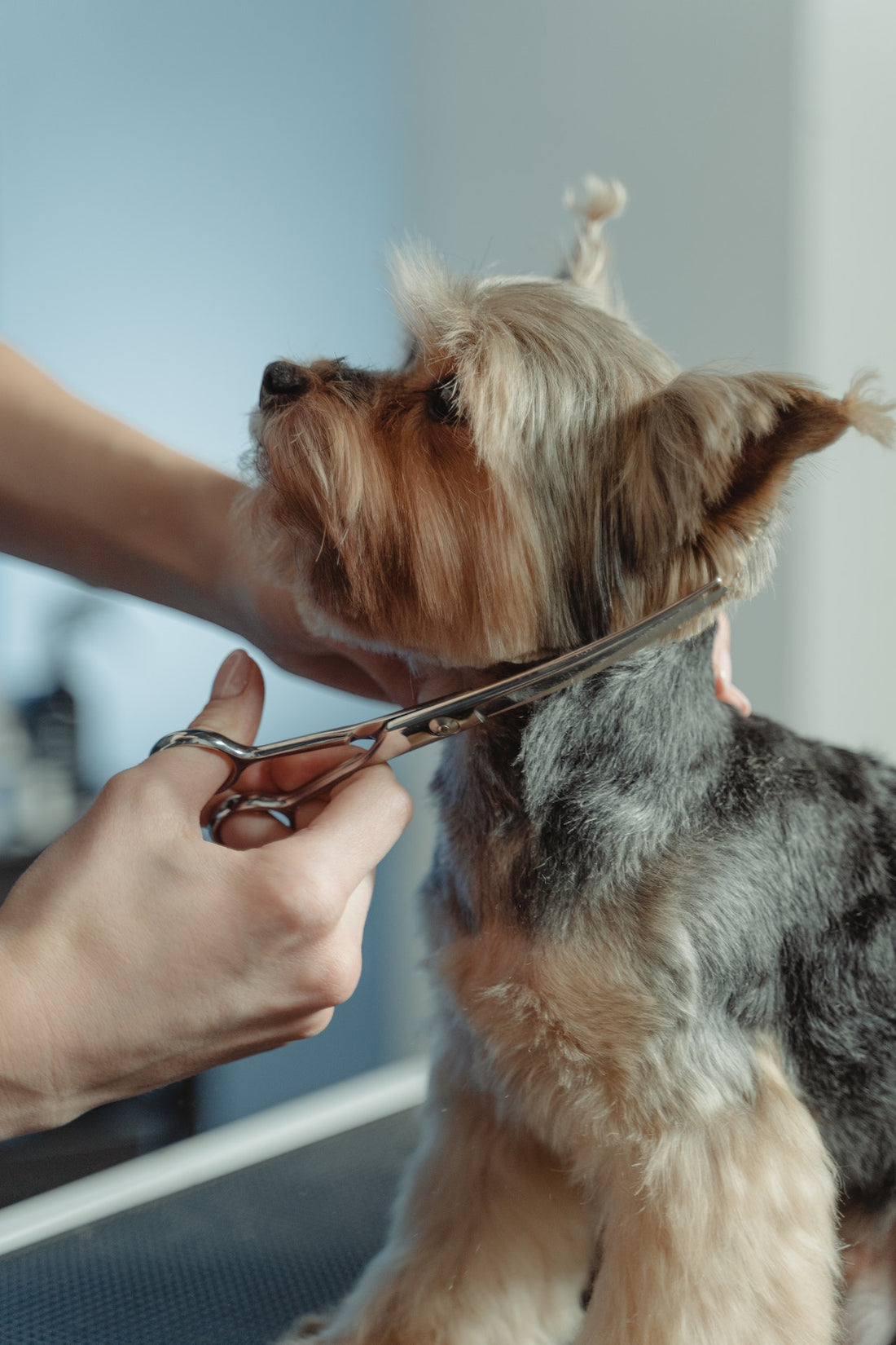 The Importance of Natural Pet Grooming Products