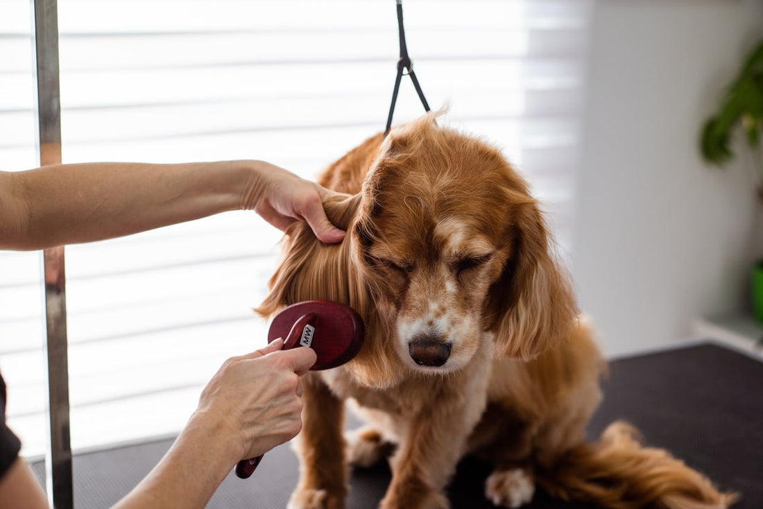 How to Groom Your Pet Naturally at Home