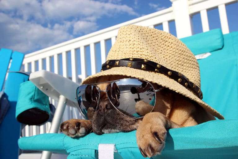 Singapore 5-Star Hotel Designed Specifically for Pets