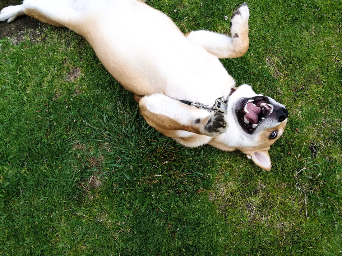 Anise Seed Is Basically Catnip For Dogs | Vet Organics