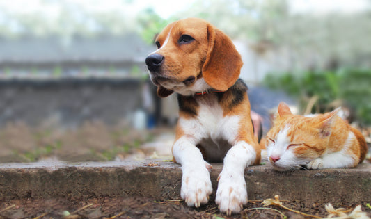 5 Ways to Keep Our Pets Safe from Ticks, Fleas, and Mosquitos | Vet Organics