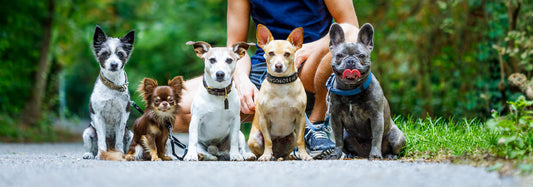 The Right Amount Of Exercise For Fido’s Age, Part Two | Vet Organics