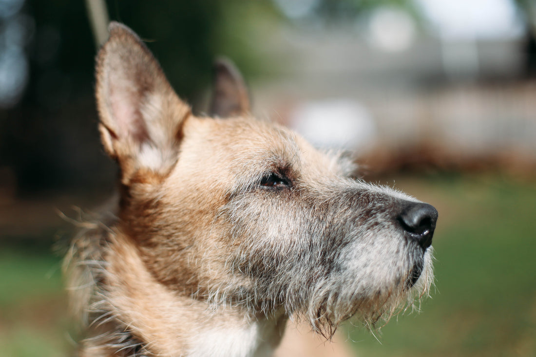 Teach Your Old Dog New Tricks - Tips To Train Your Senior Dog | Vet Organics