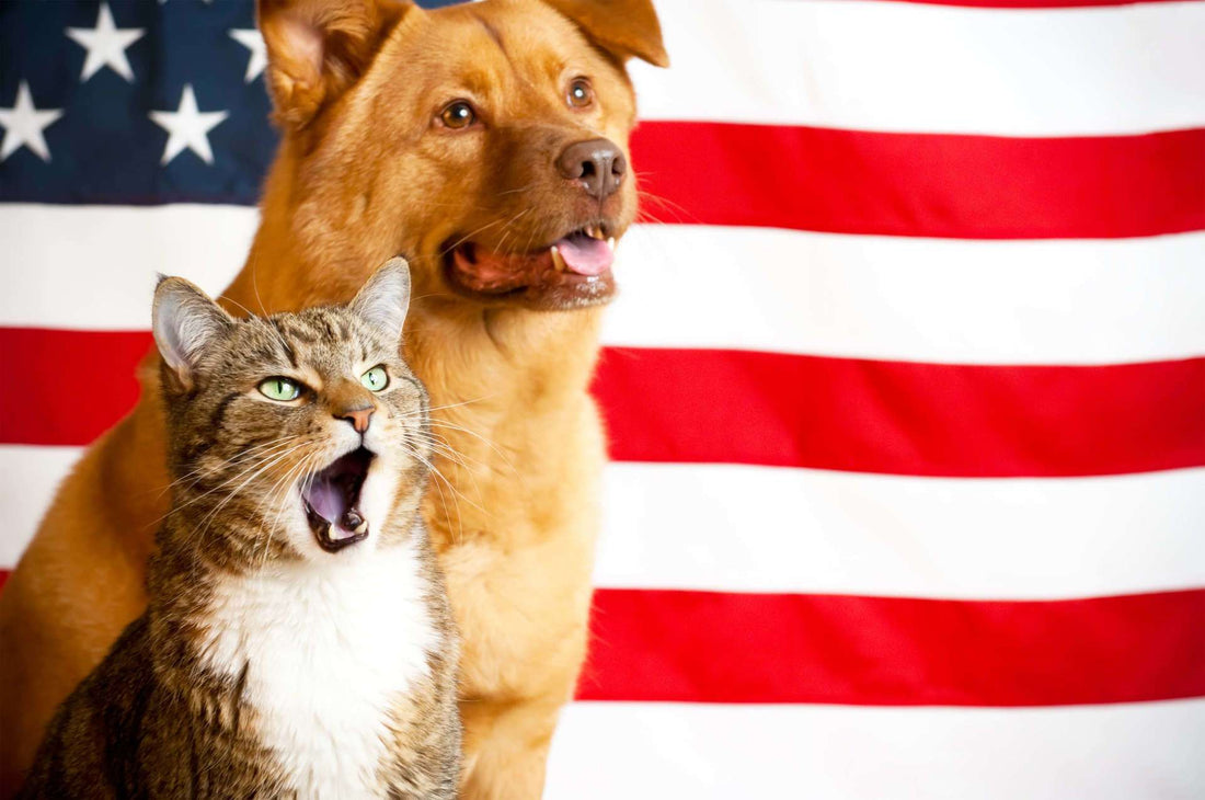 6 Tips to Keep Pet-riotic Pets Safe on July Fourth
