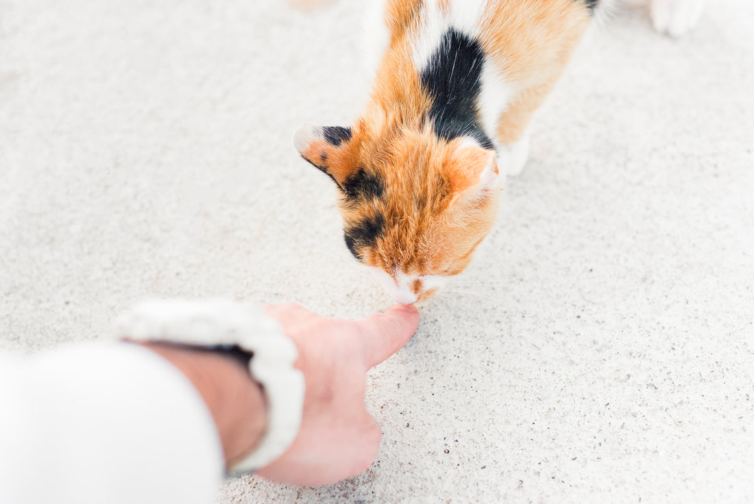 Cat Training - Basic Commands to Make Life With Your Cat Easier, Part-Two | Vet Organics