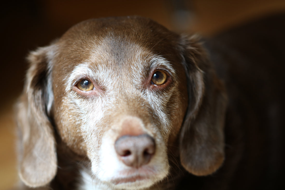 Dogs and Dementia - What We Need to Know | Vet Organics