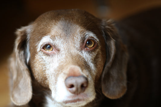 Dogs and Dementia - What We Need to Know | Vet Organics