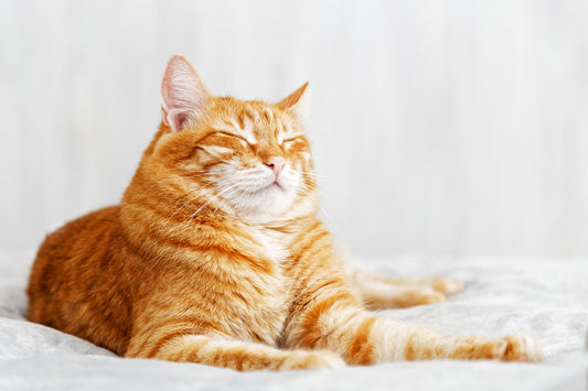 The Slow Blink - What It Means And How To Return Cat Affection | Vet Organics