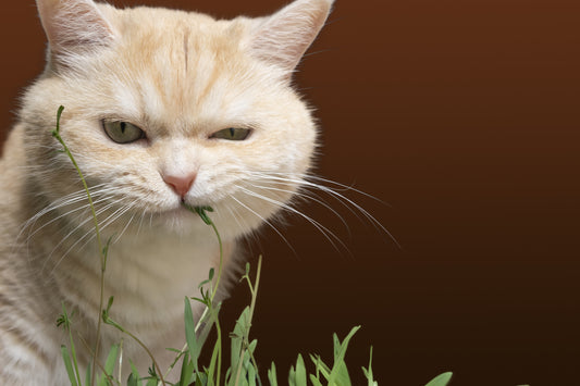 Calming Herbs For Our Cats | Vet Organics