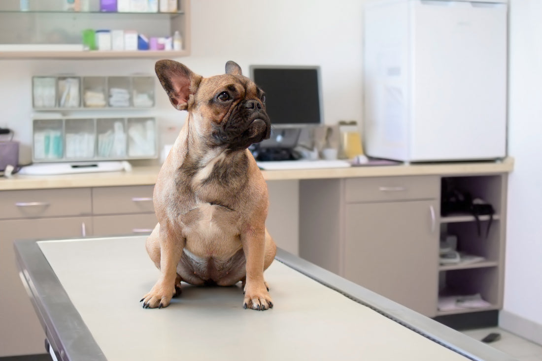 Lessons for Fighting Cancer in Dogs | Vet Organics
