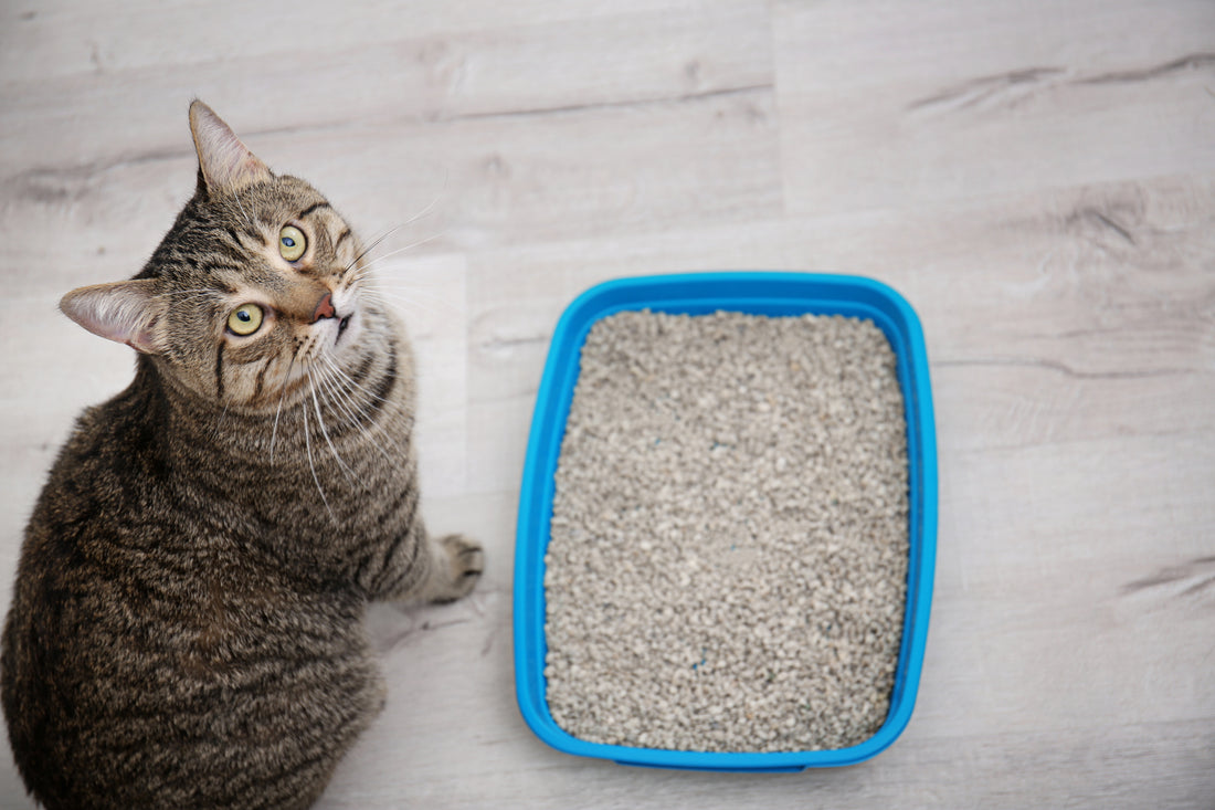 All-Natural Cat Litter Roundup | Vet Organics