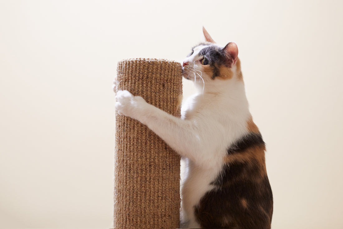 How to Train Kitty to Use Her Scratching Post | Vet Organics