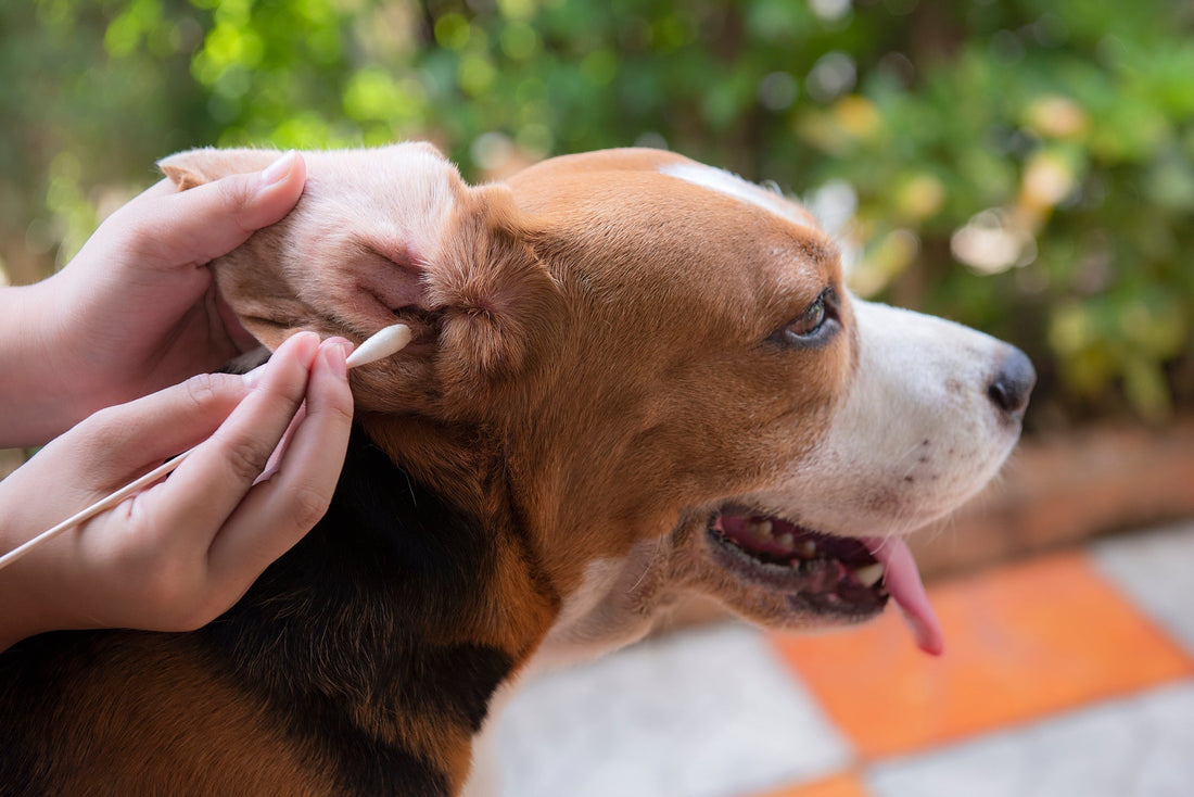 Benefits of Natural vs. Pharmaceutical Treatments for Ear Infections