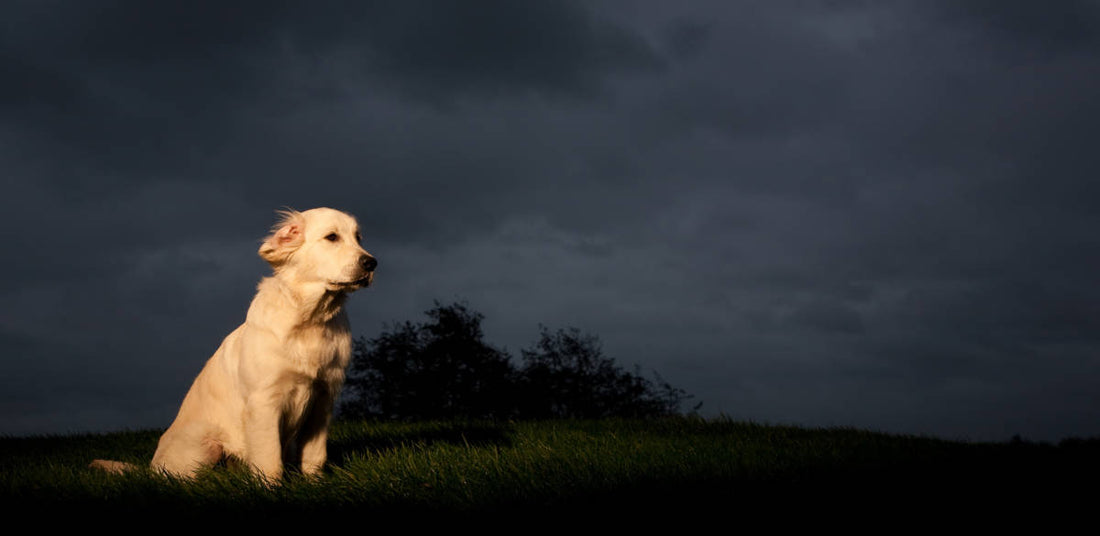 Can Dogs See in the Dark?