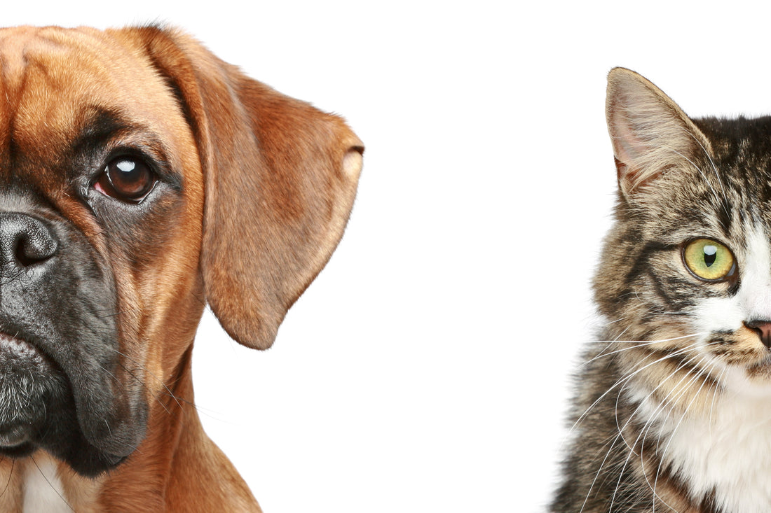 What Your Pet Choice Says About Your Personality | Vet Organics
