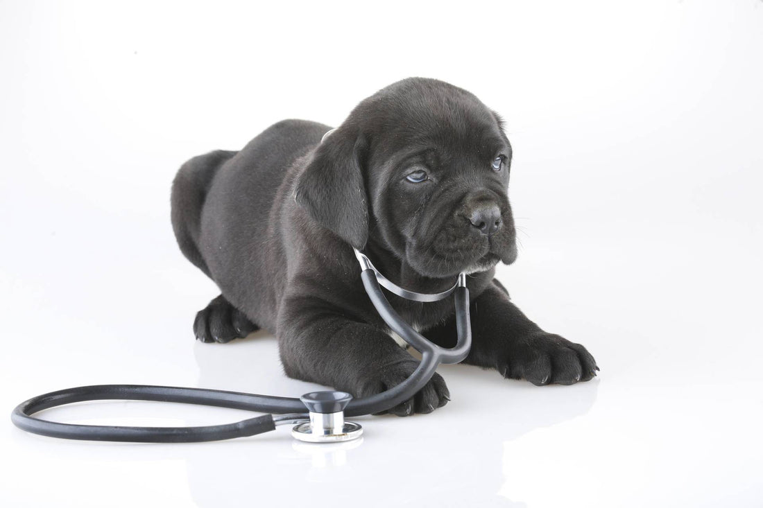 Most Common Pet Insurance Myths