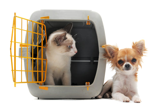Air Travel with Dogs and Cats, Part 2 | Vet Organics