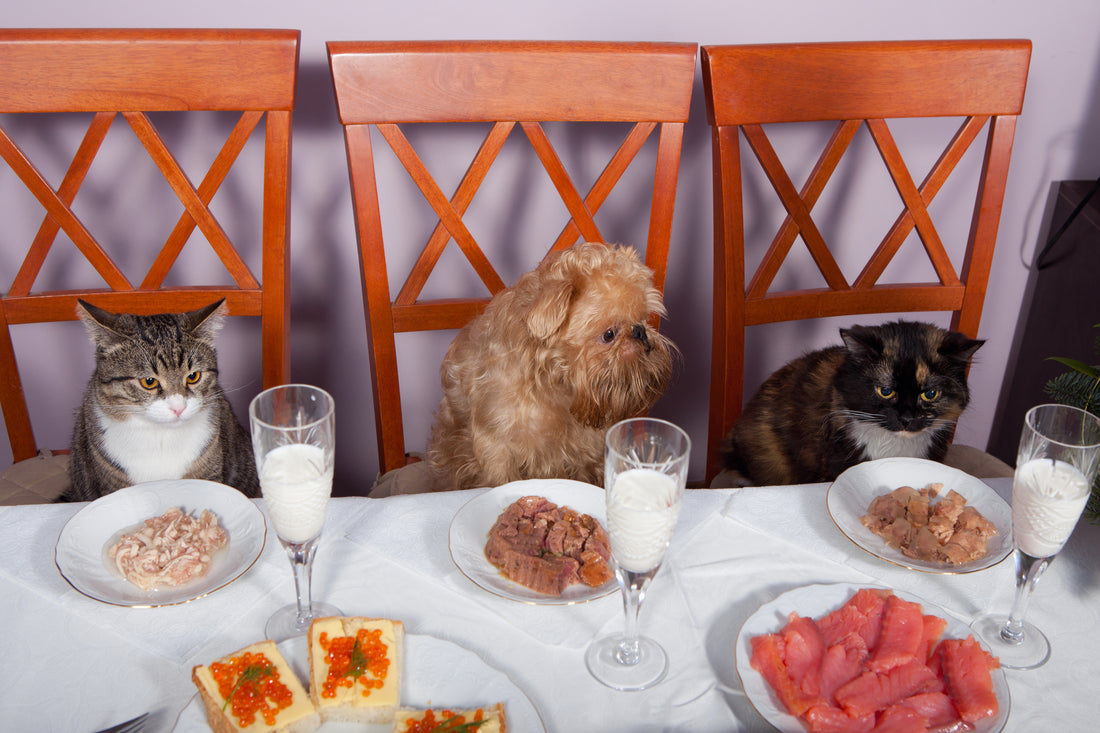 Safe Thanksgiving Feasts for Cats and Dogs | Vet Organics