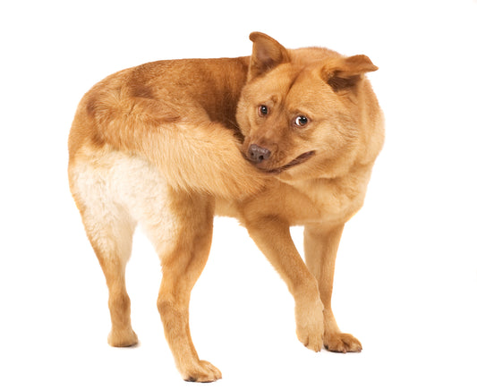 Dog Tails: Docks, Crops, Spirals, Curls, And More