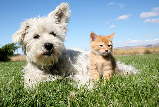 Creating A Sustainable, Zero-Waste Life with Your Pet | Vet Organics