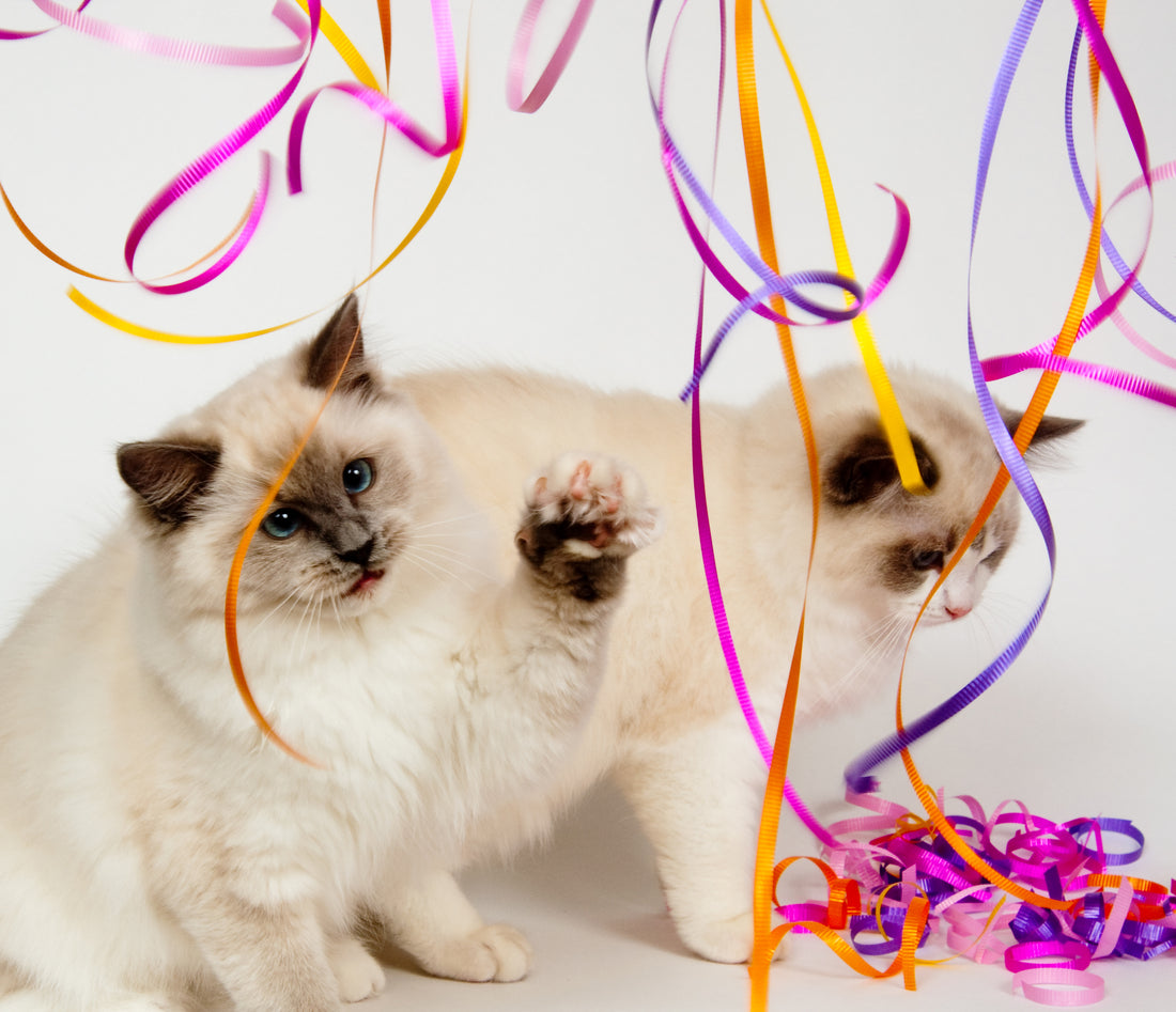 Kitty’s New Year’s Resolutions | Vet Organics
