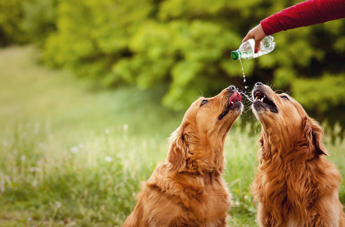 How Cats & Dogs Drink Water: A Fascinating Look at Fluid Dynamics