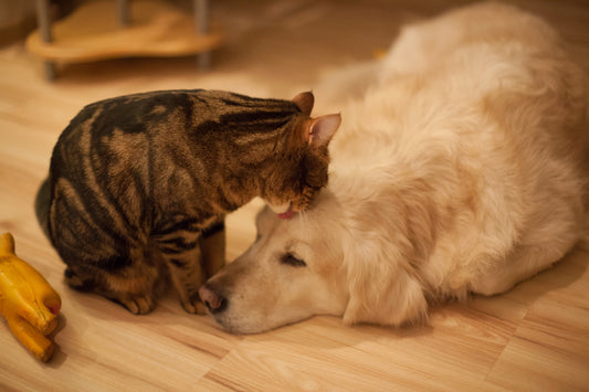Helping Pets Deal with Grief | Vet Organics