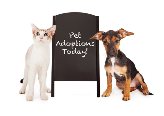 7 Things We Can Do to Help Our Local Shelters, Part Two | Vet Organics