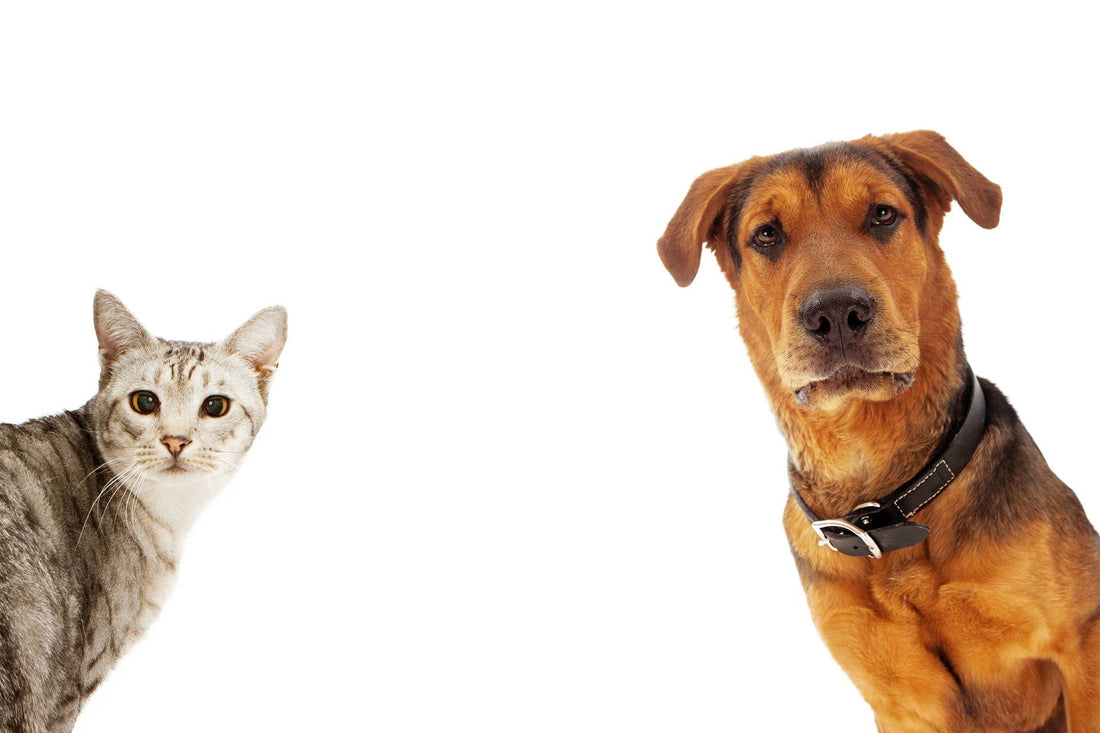 How To Calculate Your Dog’s Or Cat’s Age in Human Years - Part One