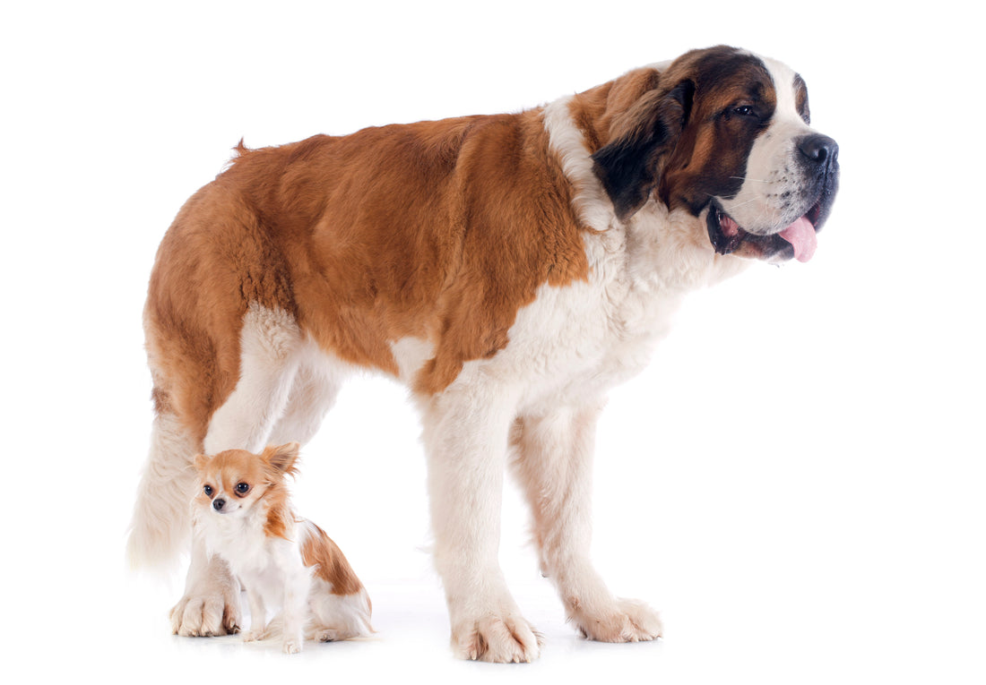 The Right Exercise For Your Dog’s Size, Part 3 | Vet Organics