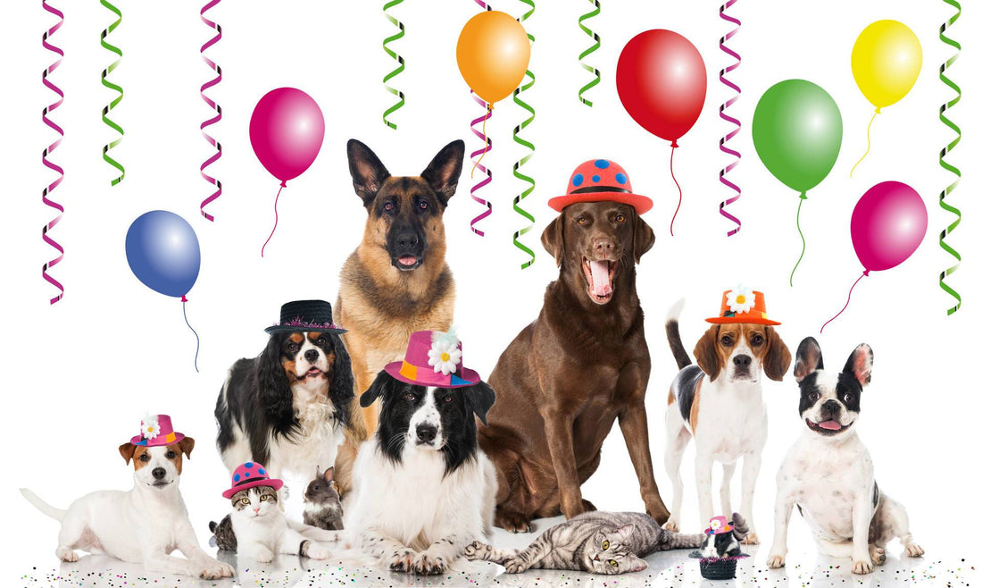 Preparing Our Guests and Pets For Holiday Parties