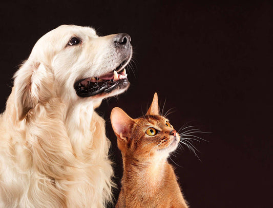 8 Ways to Celebrate Your Pet for World Pet Memorial Day