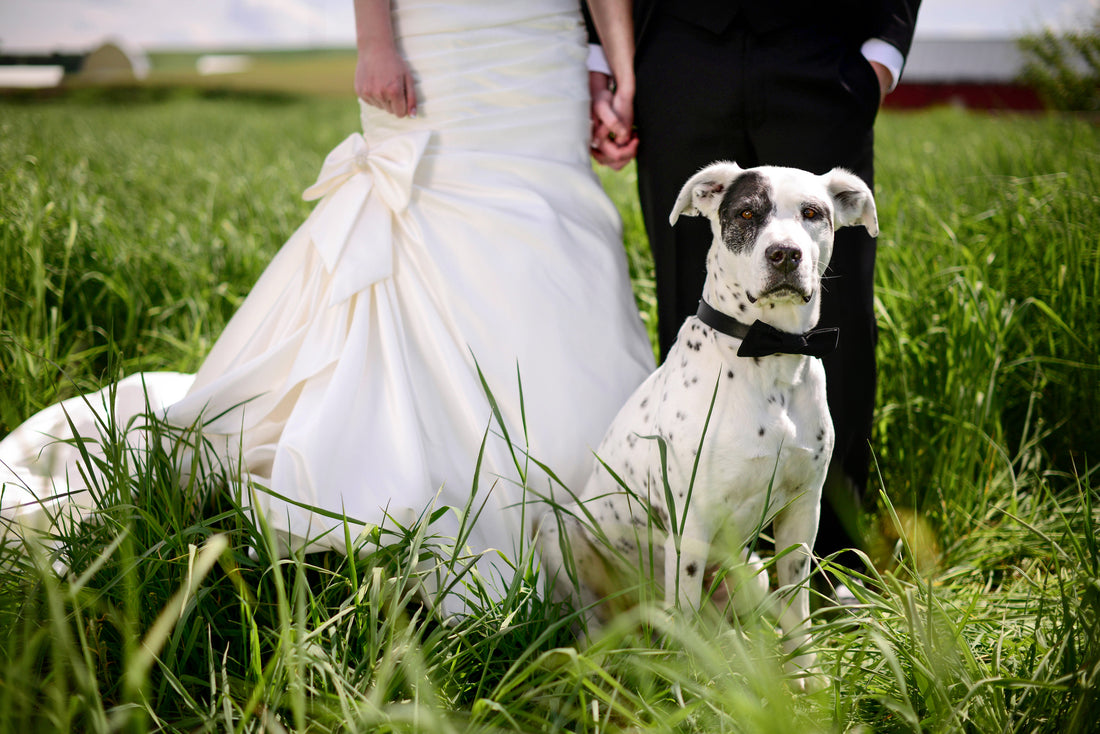 Taking Fido to a Wedding? Here's What You Need To Know | Vet Organics