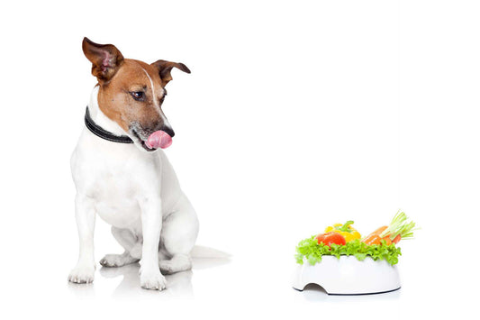 Dehydrated Diets for Dogs: Why They're Worth Trying