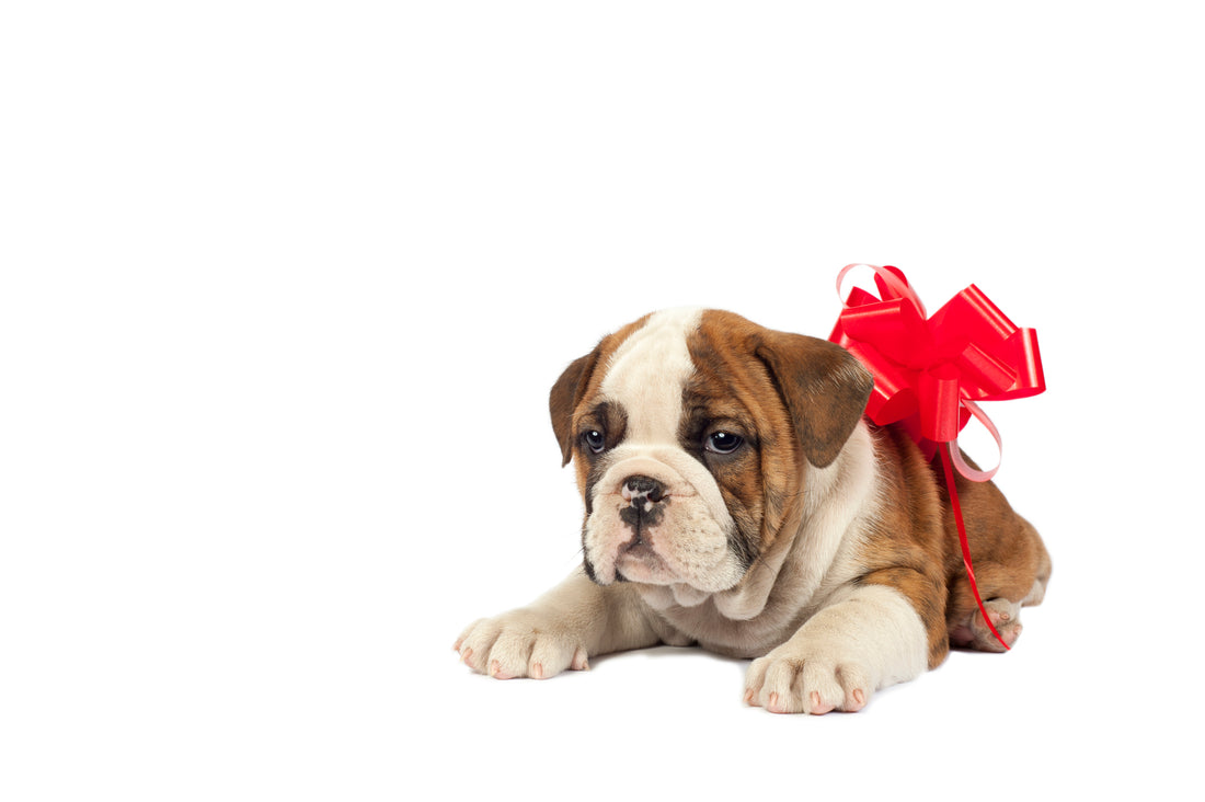 The New Puppy Checklist
