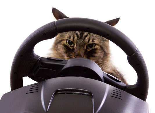 Traveling with Cats: Learn The Best Tips to Road Trip in Style