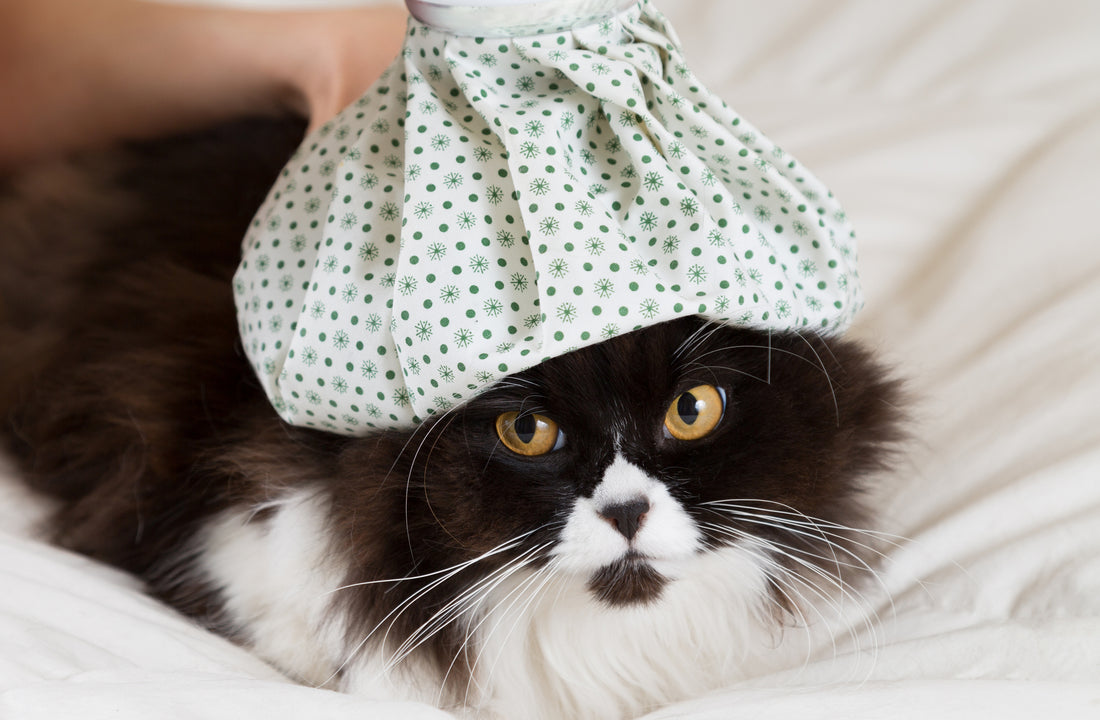 cat-diseases-vet-organics