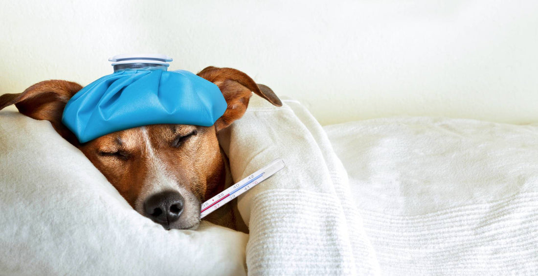 PSA: 2017 Canine Influenza Outbreak