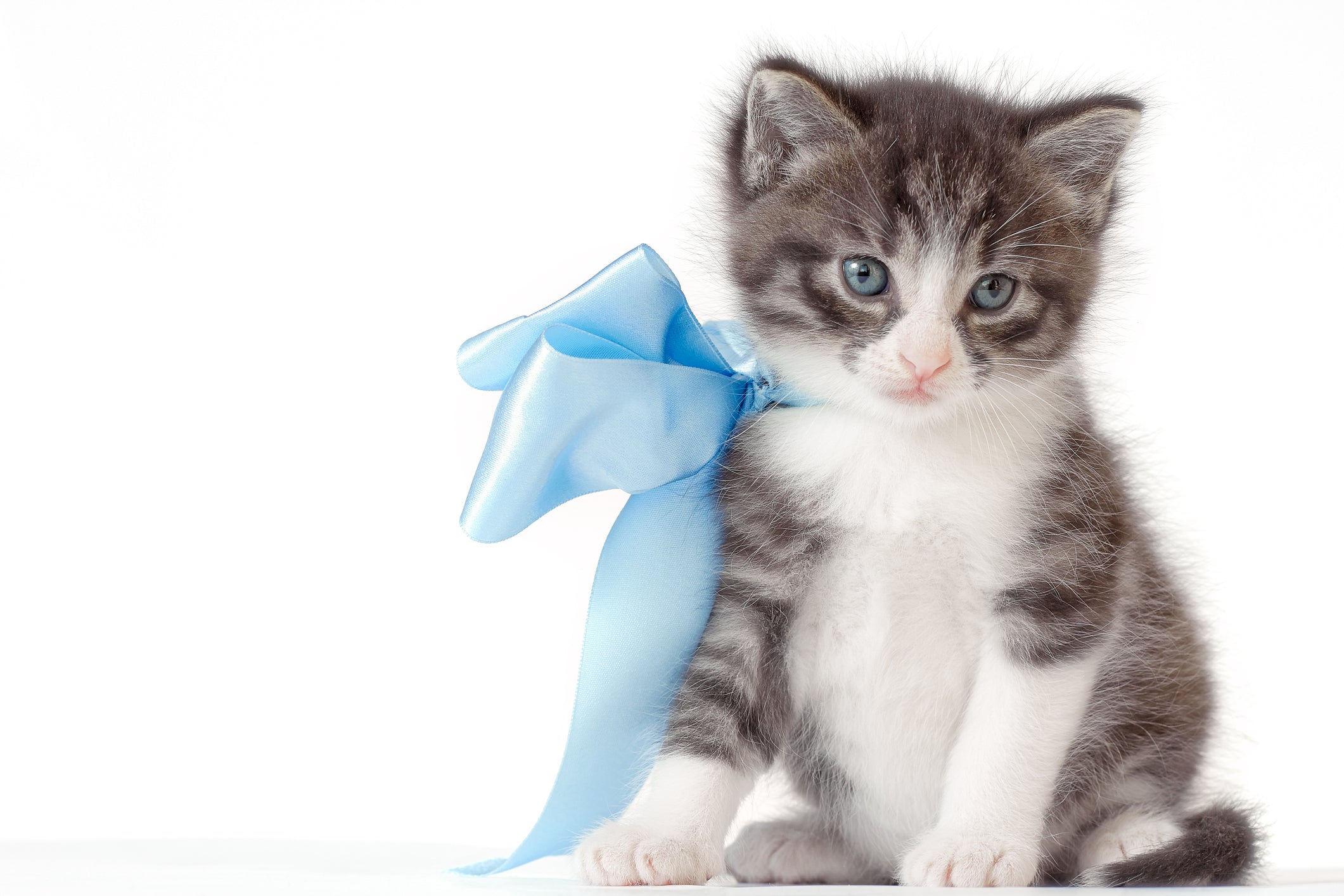 The New Kitten Checklist | Vet Organics