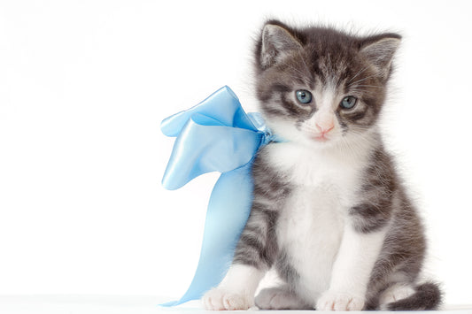new-kitten-checklist-vet-organics