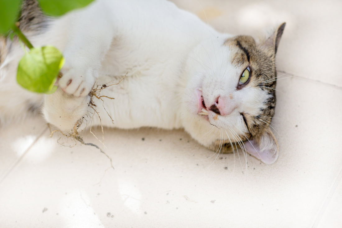 Cool Catnip Facts You May Not Have Known | Vet Organics